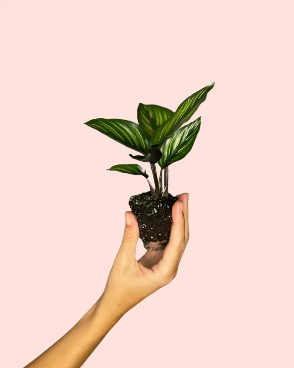 calathea-ornata-hoja