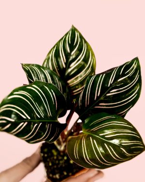 calathea-ornata-hojas