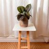 calathea-ornata-mini-contexto