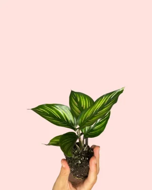 calathea-ornata-planta
