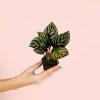 calathea-ornata-mini