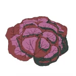 lechuga-roble
