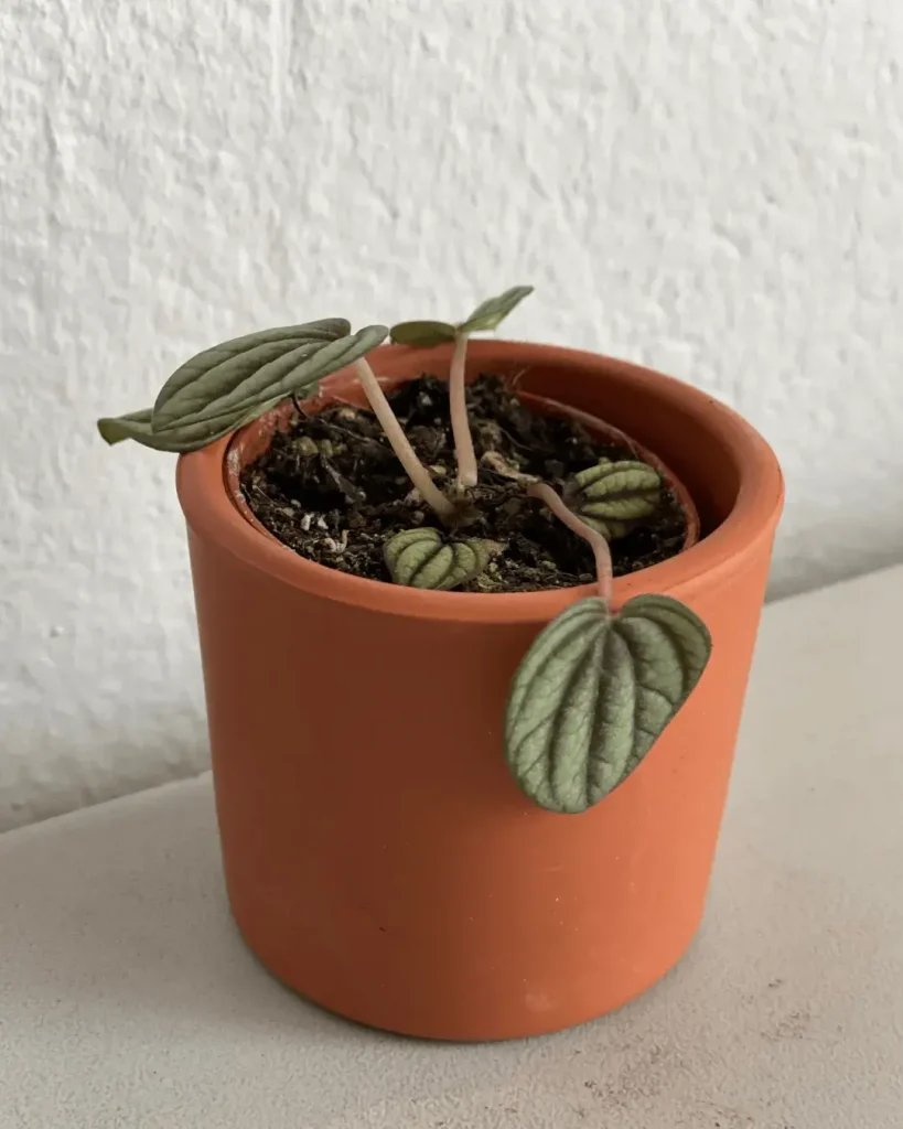 peperomia-hojas-caidas