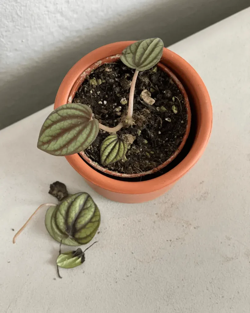 peperomia-hojas-negras