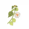 physalis