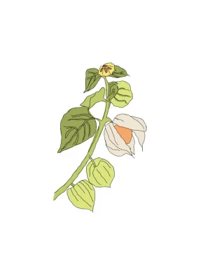 physalis