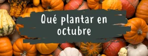 plantarenoctubre