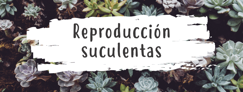 reproduccion suculentas