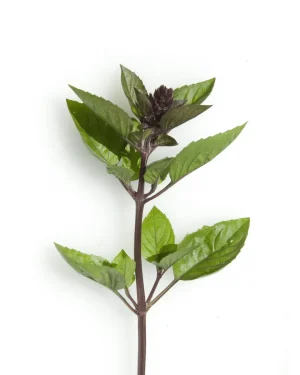 semillas-albahaca-canela