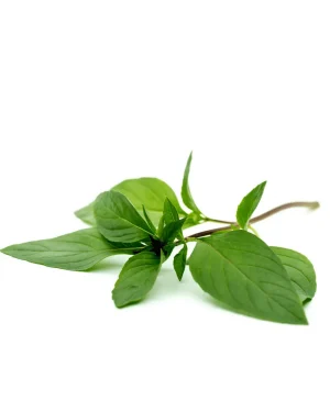 semillas-albahaca-limon