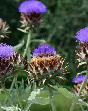 alcachofa-gobbo-di-nizza