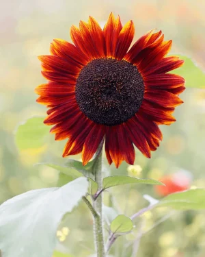 girasol-velvet-queen