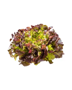 semillas-lechuga-roble