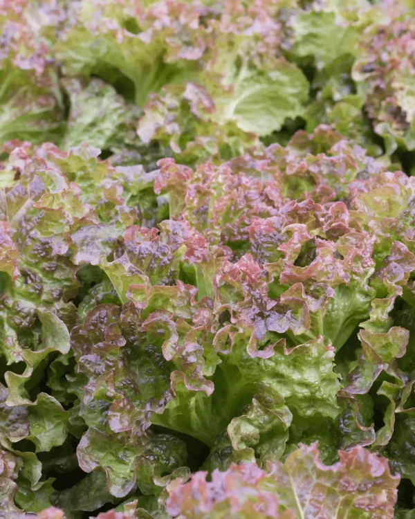 semillas-lechuga-roble-ensalada