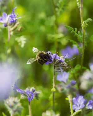 mezcla-flores-abejas
