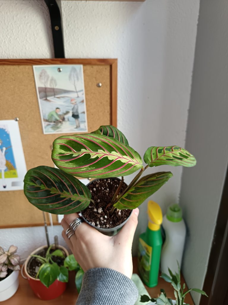 Imagen #1 de Isabella Lindholm