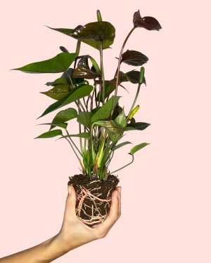 Anthurium Black Love