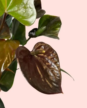 Anthurium Black Love hoja