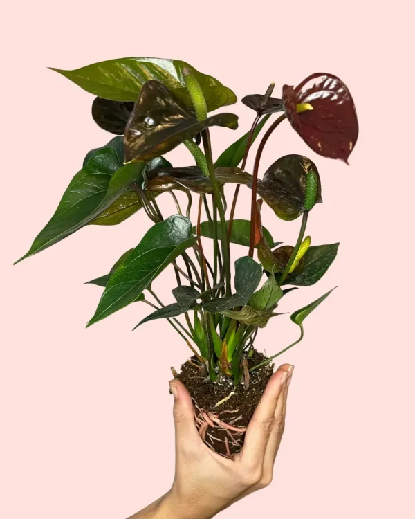 Anthurium Black Love planta