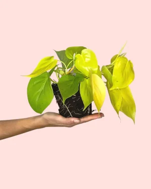 Philodendron Lime