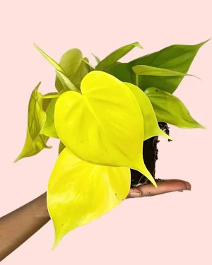 Philodendron Lime hoja