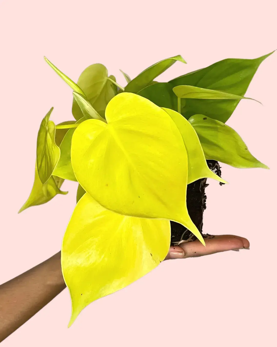 Philodendron Lime hoja Philodendron Lime hoja