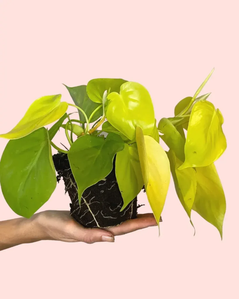 Philodendron Lime planta
