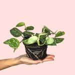 Scindapsus-pictus-Argyraeus-planta