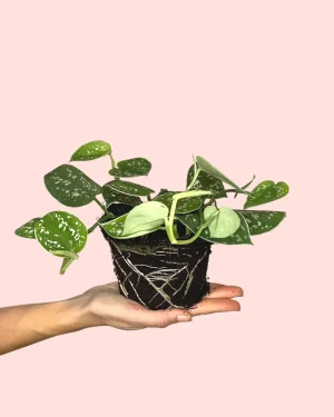 Scindapsus pictus Argyraeus planta