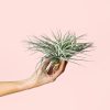 Tillandsia Super Silver - Imagen 3