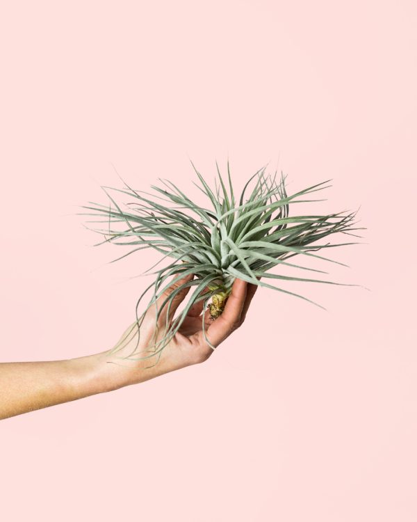 Tillandsia Super Silver - Imagen 3