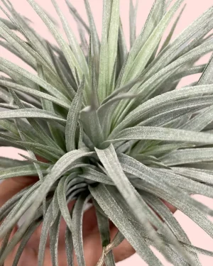 Tillandsia super silver