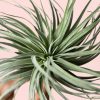 Tillandsia Super Silver - Imagen 2