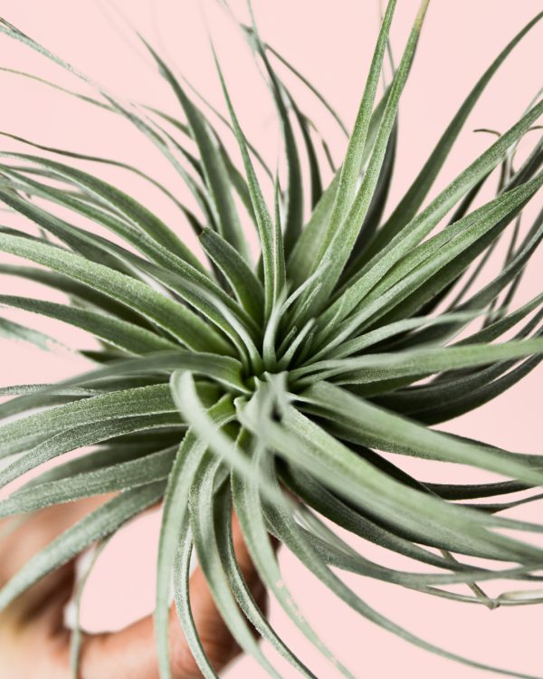 Tillandsia Super Silver - Imagen 2