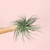 Tillandsia-super-silver-planta