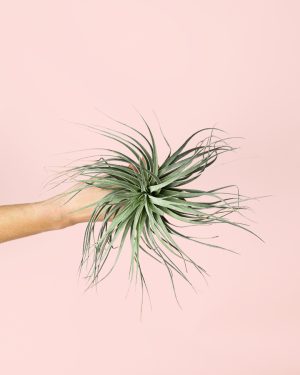 Tillandsia-super-silver-planta