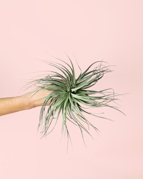 Tillandsia-super-silver-planta