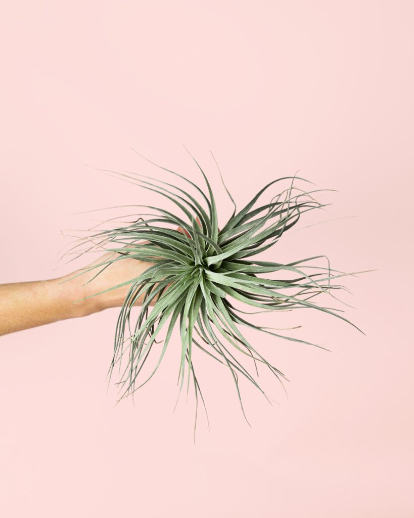 Tillandsia-super-silver-planta