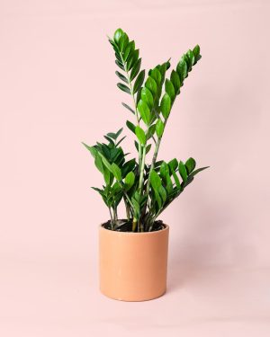 Zamioculca Maceta