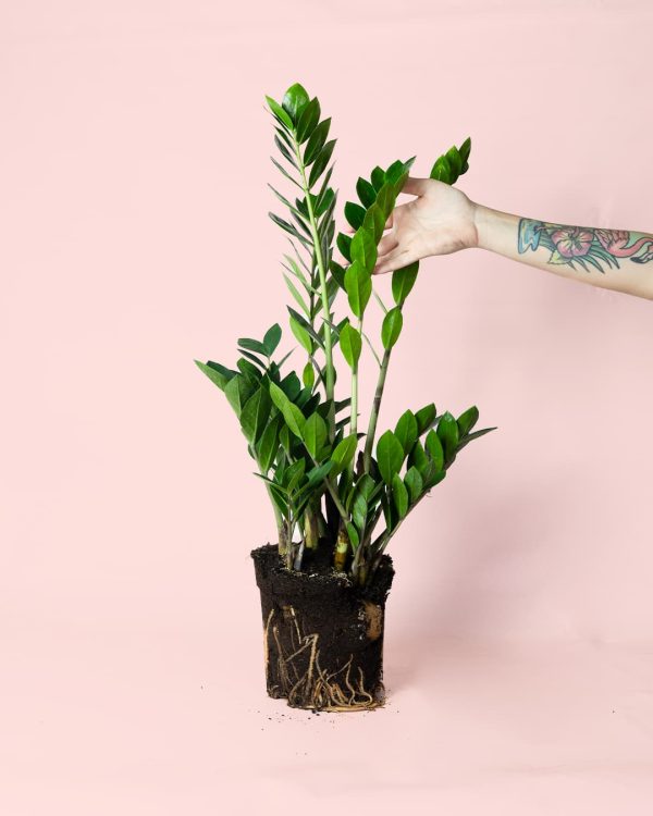 Zamioculca planta