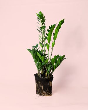 Zamioculca z