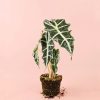alocasia-polly