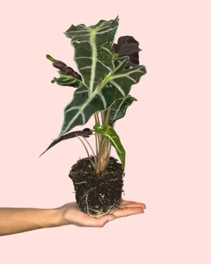 alocasia-polly