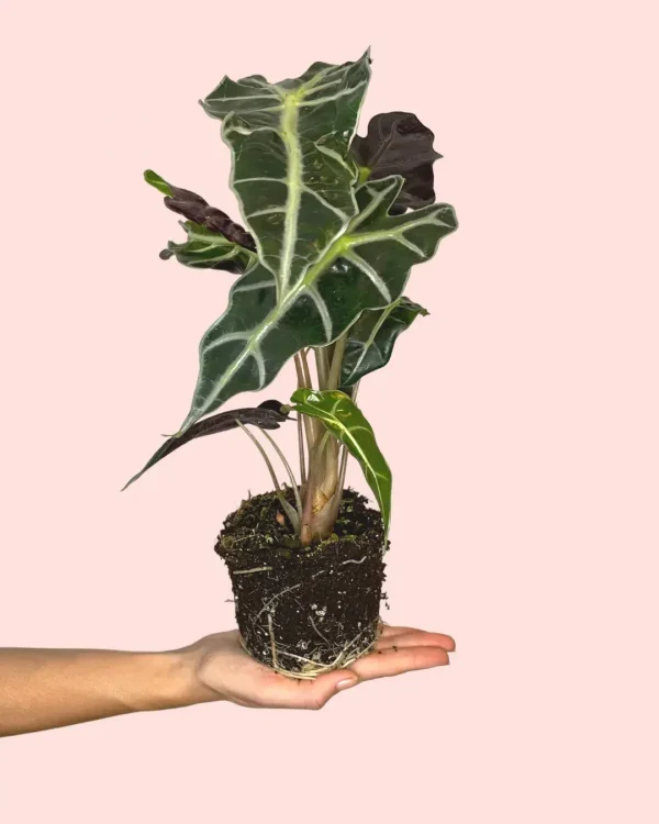 alocasia-polly