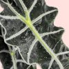 alocasia-polly-hoja