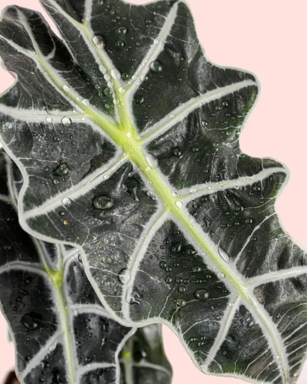 alocasia-polly-hoja