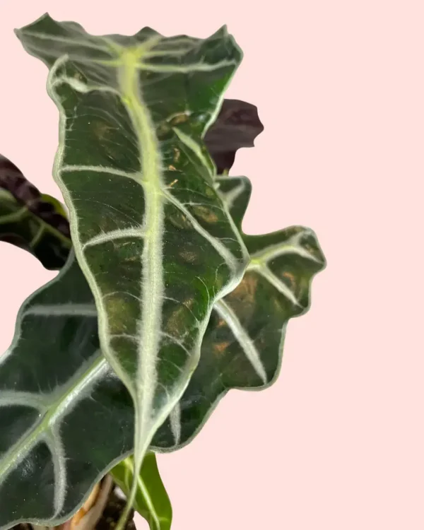 alocasia-polly-hojas