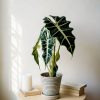 alocasia polly mesita