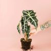 alocasia-polly-planta