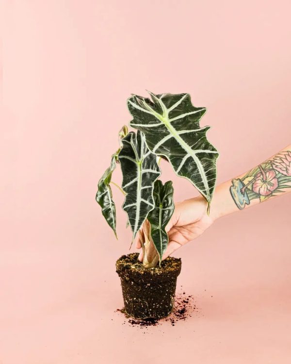 alocasia-polly-planta